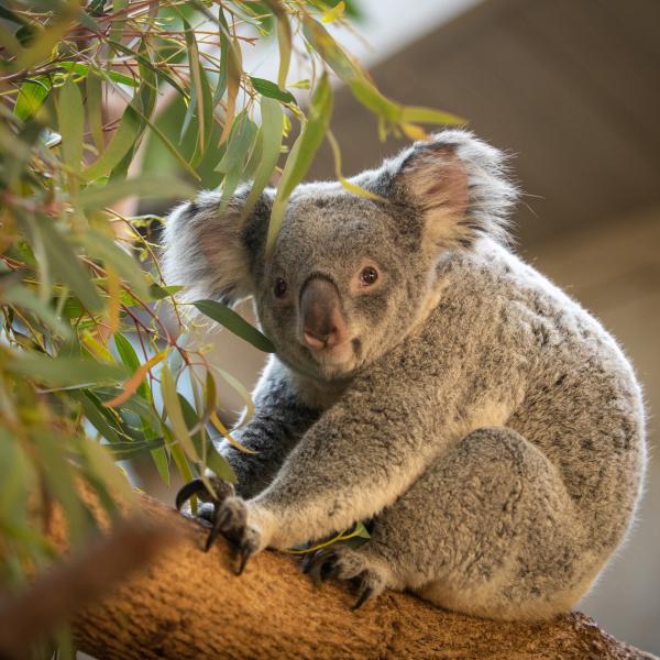 koala zoo europa